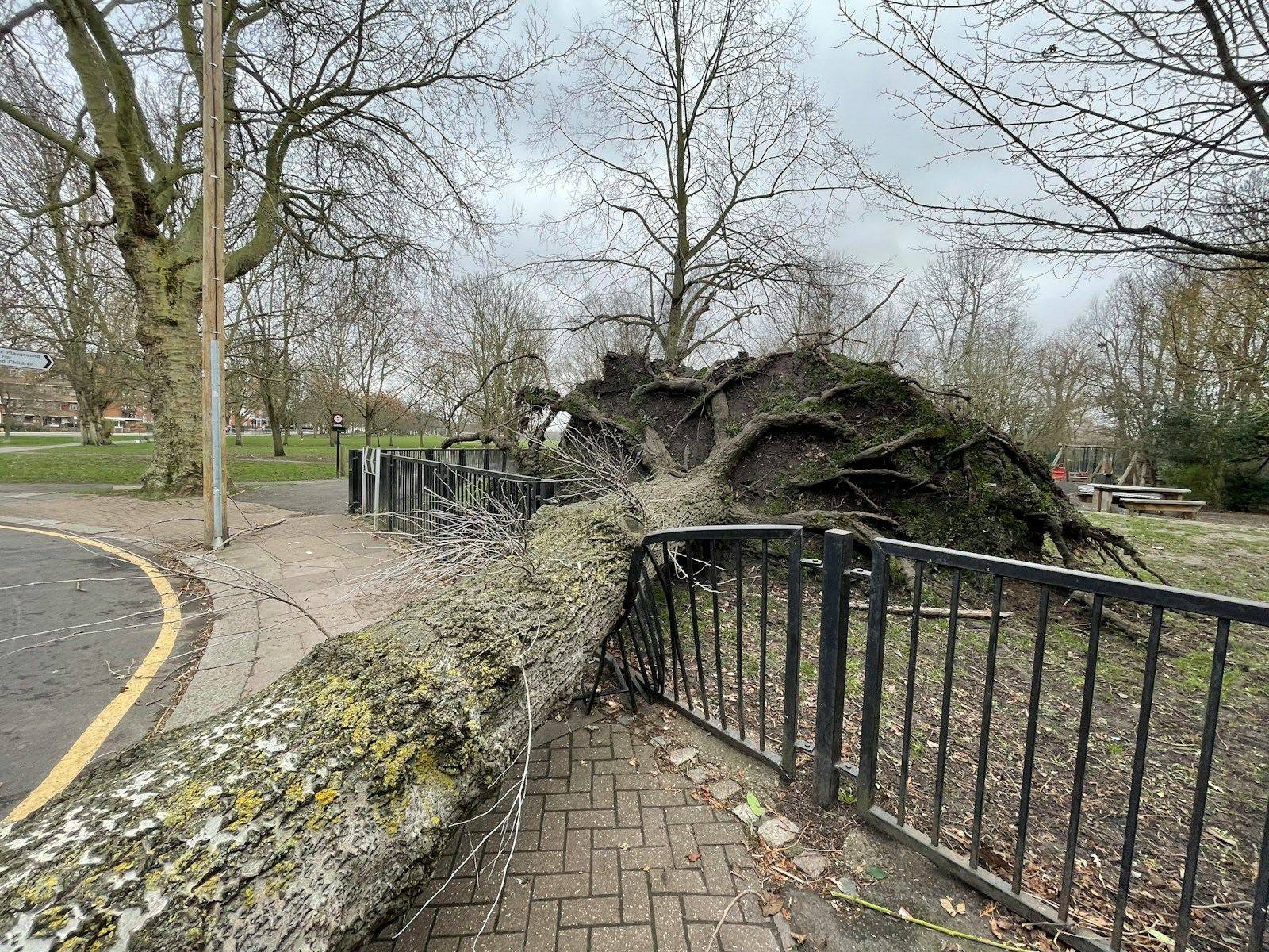 Arbre tombé après tempête, intervention d'urgence, Yvelines & Hauts-de-Seine